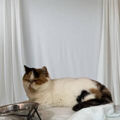 エキゾチックメス