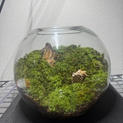 GEX グラスアクア　テラリウム　苔テラリウム　水槽
