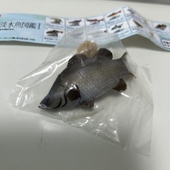 781  　原色淡水魚図鑑1初版フィギュア［13アカメ］と台座とミニブックの画像