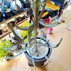 【引取限定80cm超】　ユーフォルビア　ホワイトゴースト 観葉植物の画像