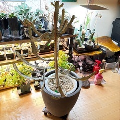 【引取限定80cm超】　ユーフォルビア　ホワイトゴースト 観葉植物の画像