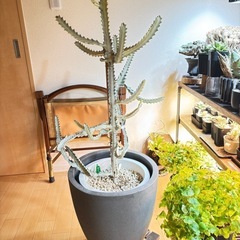 【引取限定80cm超】　ユーフォルビア　ホワイトゴースト 観葉植物