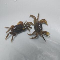ベンケイガニ　プラ水槽レイアウトセット