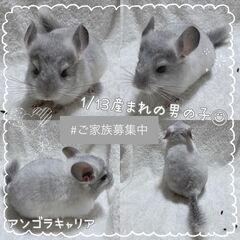 見学予約受付中 🤍.ᐟ.ᐟ チンチラ販売 〖モザイク(♂)①〗