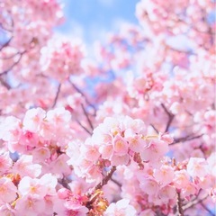 京都でお花見ピクニック🌸