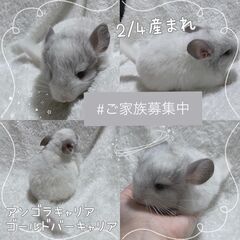 見学予約受付中 🤍.ᐟ.ᐟ チンチラ販売 〖ウィルソンホワ…
