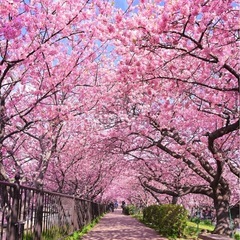 お花見ピクニック🌸