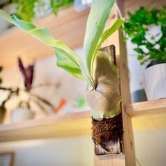 ダイナミック！板付けコウモリラン　インテリアグリーン　コウモリラ...