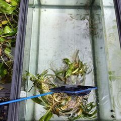 メダカ　水槽