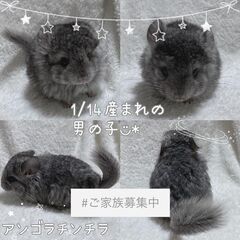 見学予約受付中 🤍.ᐟ.ᐟ チンチラ販売 〖スタンダードグレーア...