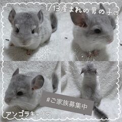 見学予約受付中 🤍.ᐟ.ᐟ チンチラ販売 〖モザイク(♂)②〗