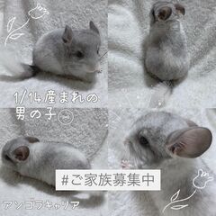 見学予約受付中 🤍.ᐟ.ᐟ チンチラ販売 〖モザイク(♂)③〗