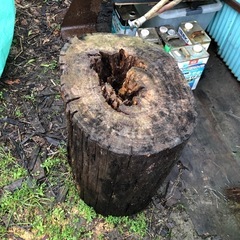 日本ミツバチの分峰受け丸胴
の画像