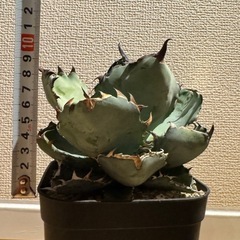 アガベ　ブラックアンドブルー　BB