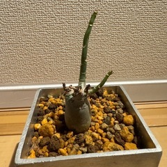 アデニウム