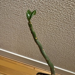 アデニウム