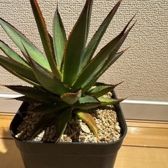 値下げしました！アガベ　グリーングロー の画像
