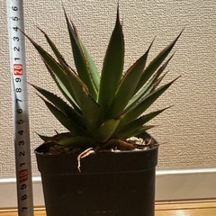 値下げしました！アガベ　グリーングロー の画像
