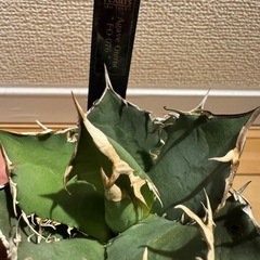 アガベ　FO076の画像