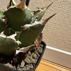 アガベ　FO076の画像