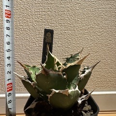 アガベ　FO076