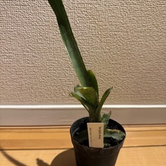 観葉植物