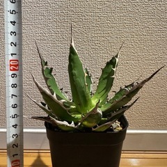 アガベ　ホリダの画像