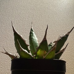アガベ　ホリダ