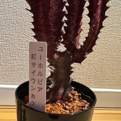 観葉植物