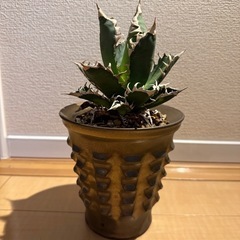 アガベ　レッドキャットウィーズルの画像