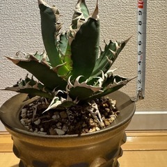 アガベ　レッドキャットウィーズルの画像