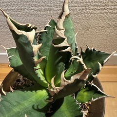 アガベ　レッドキャットウィーズルの画像