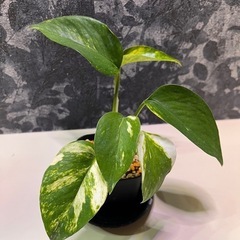 観葉植物　ポトス　ガーデニング