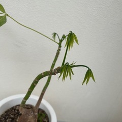 パキラの画像