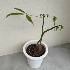 パキラ
