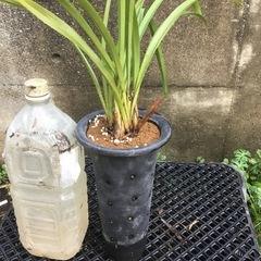 キンリョウヘン