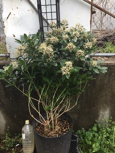 ミヤマシキミ　１００センチ