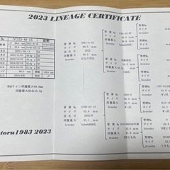 能勢産YG血統（繁殖個体）オオクワガタ♂86㎜ 未使用　の画像