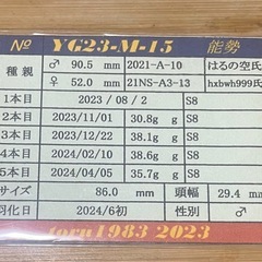 能勢産YG血統（繁殖個体）オオクワガタ♂86㎜ 未使用　の画像