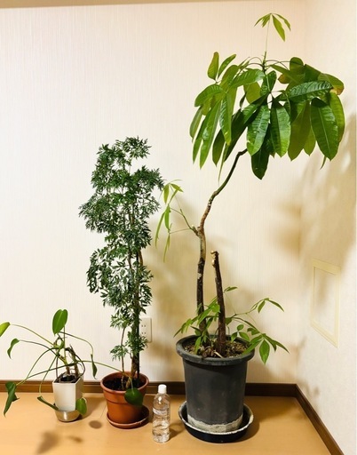 観葉植物（3種類）