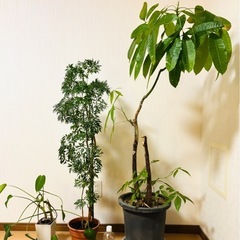 観葉植物（3種類）