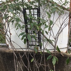 ハイノキ　１３０センチの画像