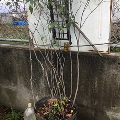 ハイノキ　１３０センチの画像