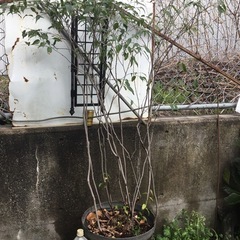 ハイノキ　１３０センチの画像