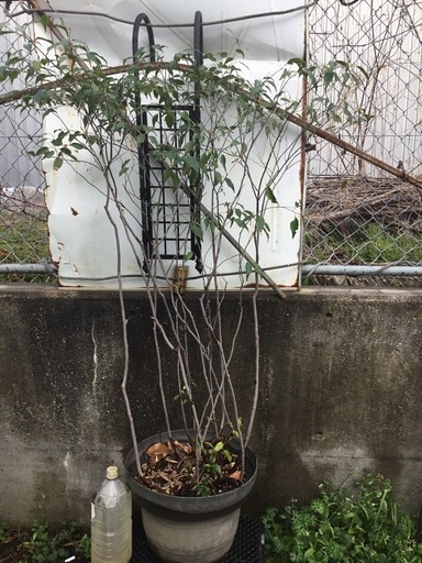 ハイノキ　１３０センチ