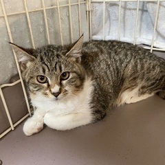 人慣れバッチリ！まん丸お顔の可愛いサバ白ちゃん6か月