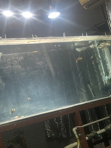 ブラックアロワナ募集