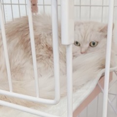 人慣れしてない猫ちゃんを人慣れさせてくれて里親さんになってくれる...
