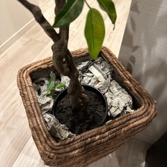 【無料】観葉植物 フェイクリーフの画像