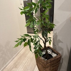 【無料】観葉植物 フェイクリーフの画像